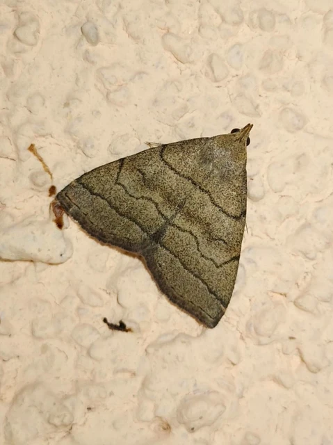 Herminia tarsicrinalis - szőröslábú karcsúbagoly