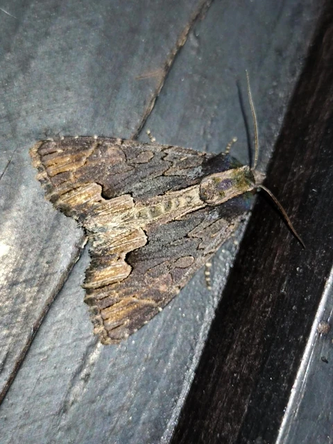 Dypterygia scabriuscula - szurokbarna nyáribagoly