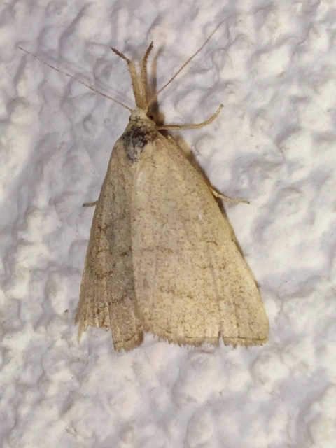 Polypogon tentacularia - sötétaljú karcsúbagoly