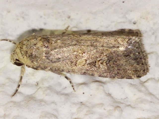Spodoptera exigua - apró jegyesbagoly