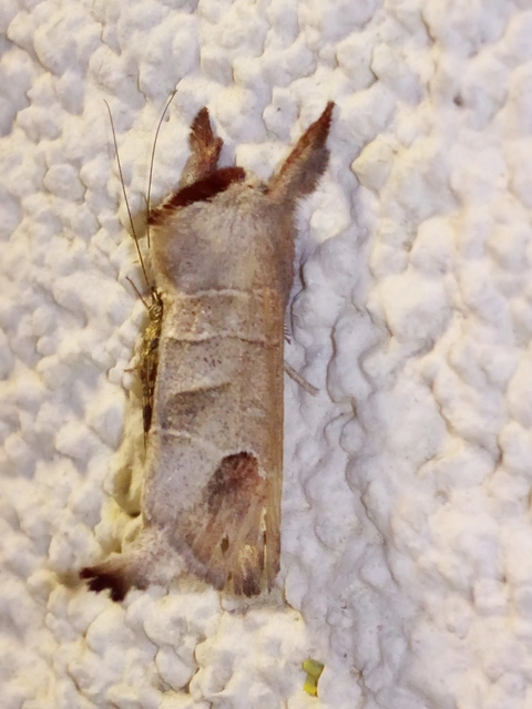 Clostera curtula - rövidszárnyú levélszövő