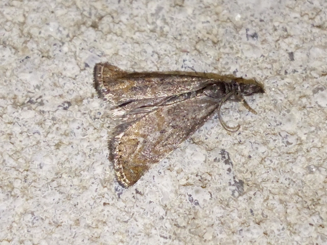Platytes cerussella - törpe fűgyökérmoly