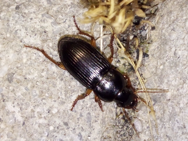 Harpalus