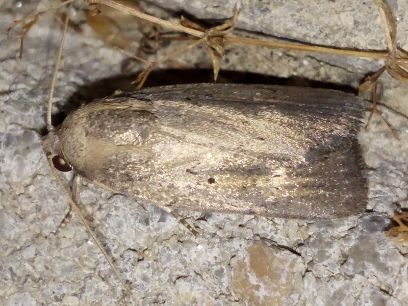 Proxenus hospes - déli lápibagoly