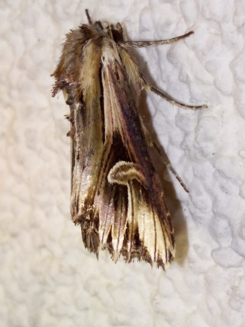 Actinotia polyodon - nagy sugarasbagoly