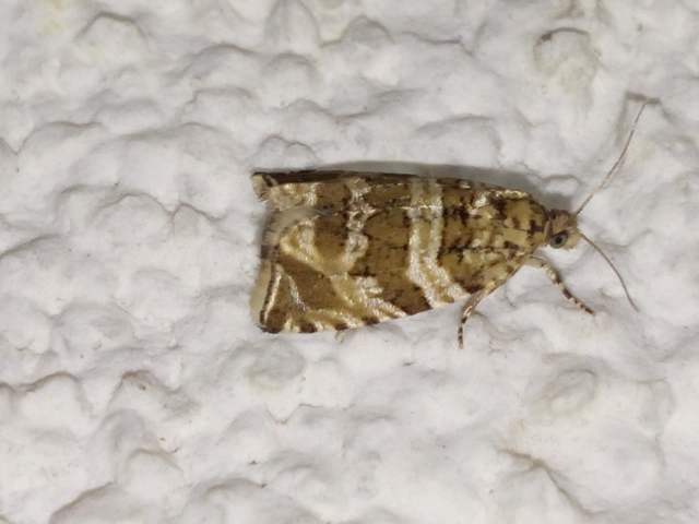 Celypha rivulana - dudvasodró tükrösmoly