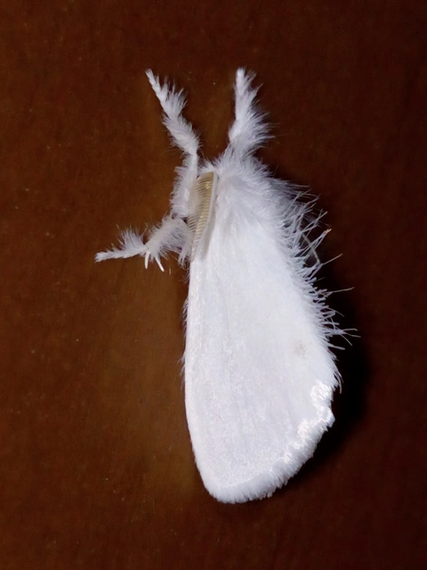 Sphrageidus similis - sárgafarú szövő