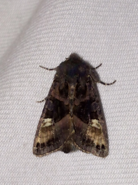 Euplexia lucipara - szeder-csipkésbagoly