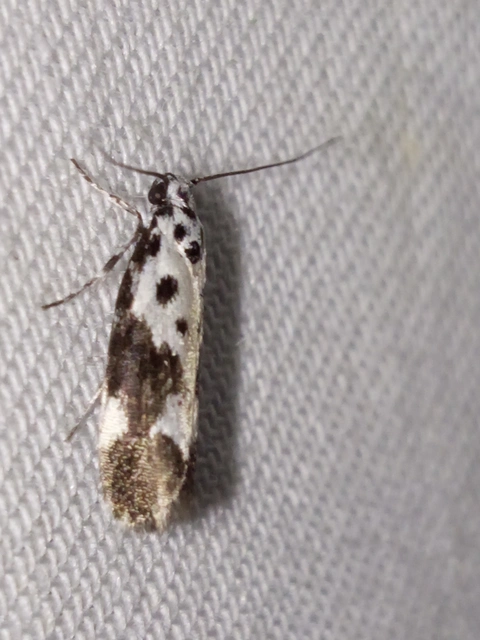 Ethmia quadrillella - gyászos feketemoly
