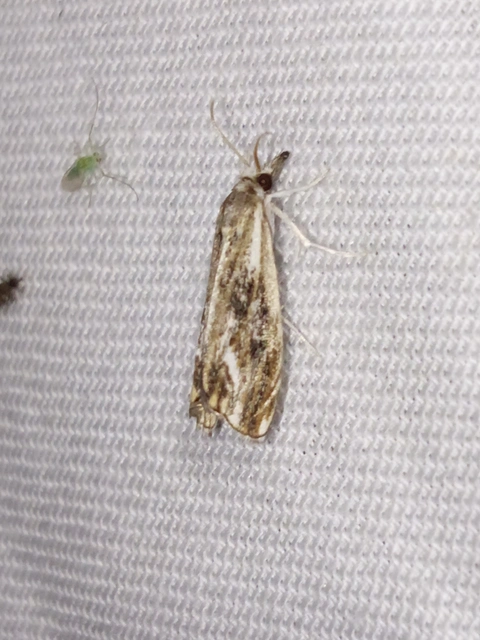 Catoptria verellus - kormos fűgyökérmoly