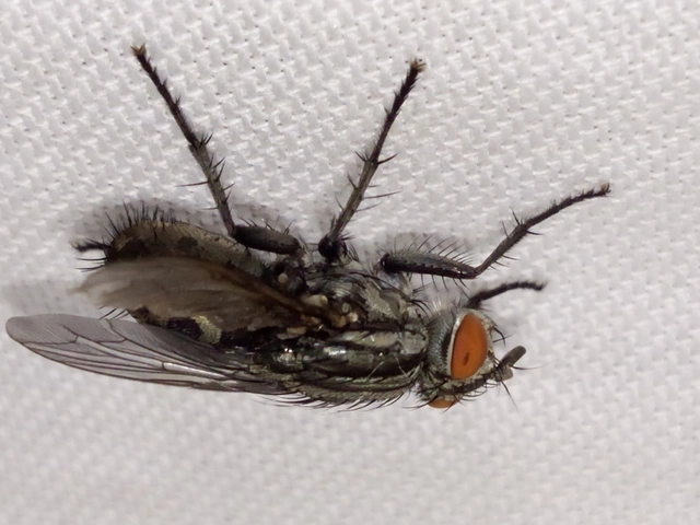 Sarcophagidae - húslégyfélék