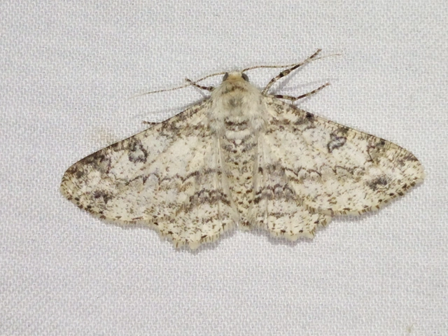 Ascotis selenaria - holdas faaraszoló