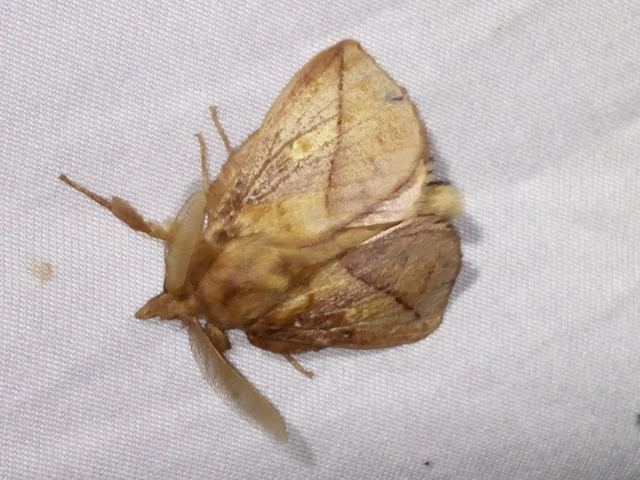 Euthrix potatoria - szomjas pohók