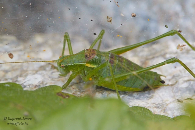 Isophya camptoxypha - kárpáti tarsza
