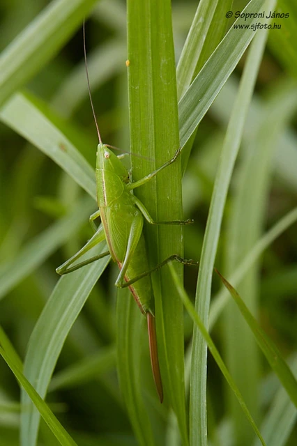 Ruspolia nitidula - nagy kúpfejűszöcske