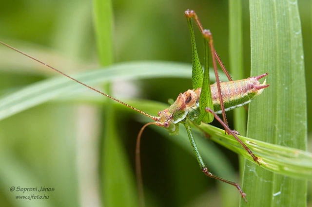 Leptophyes albovittata - közönséges virágszöcske