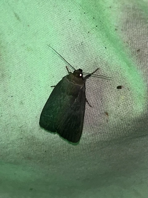 Amphipyra livida - zsírfényű bagoly