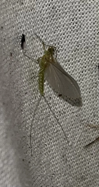 Ephemeroptera - Kérészek