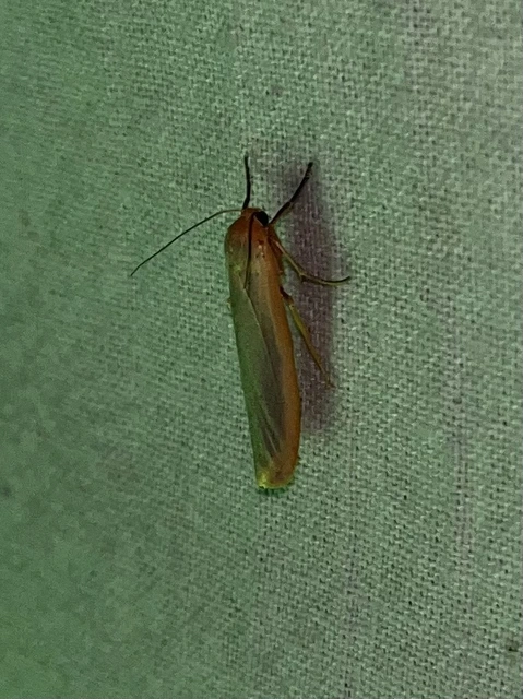 Eilema complana - közönséges zuzmószövő
