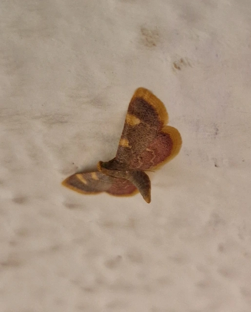 Hypsopygia costalis - szénailonca