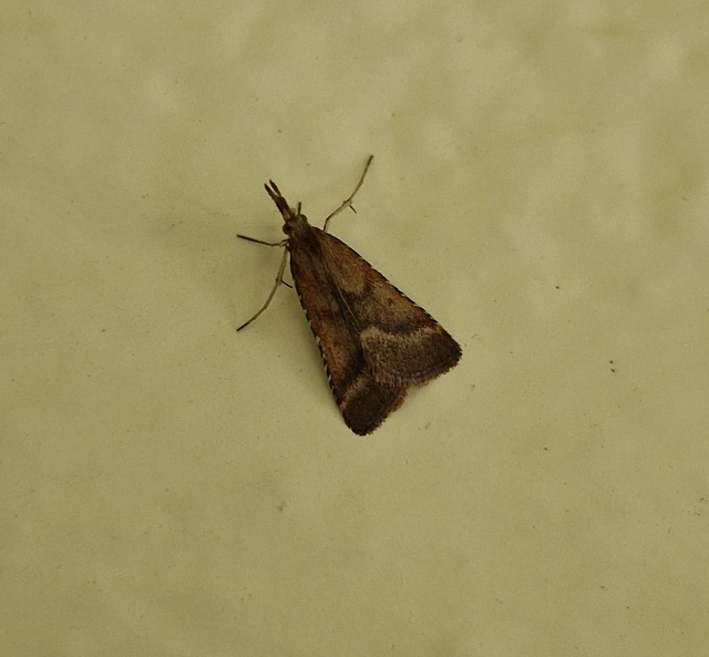 Synaphe punctalis - hosszúlábú fényilonca