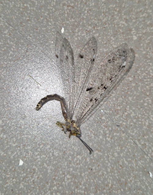 Distoleon tetragrammicus - négyfoltos hangyaleső