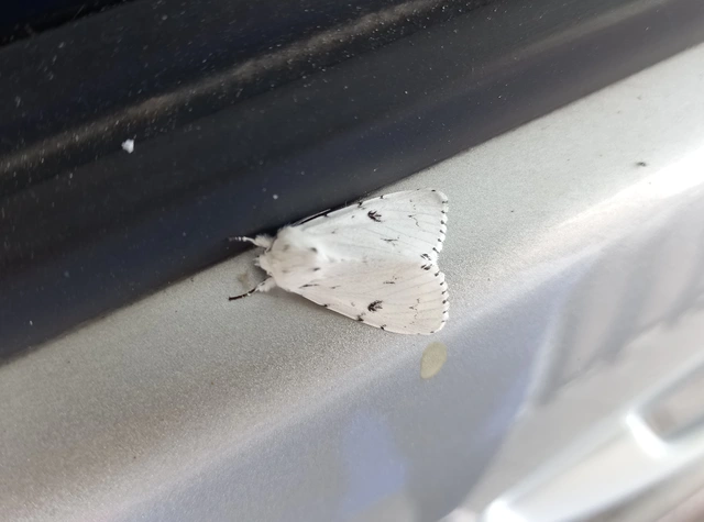 Acronicta leporina - fehér szigonyosbagoly
