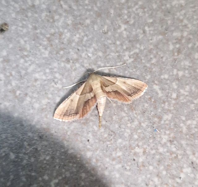 Endotricha flammealis - tüzesszárnyú fényilonca