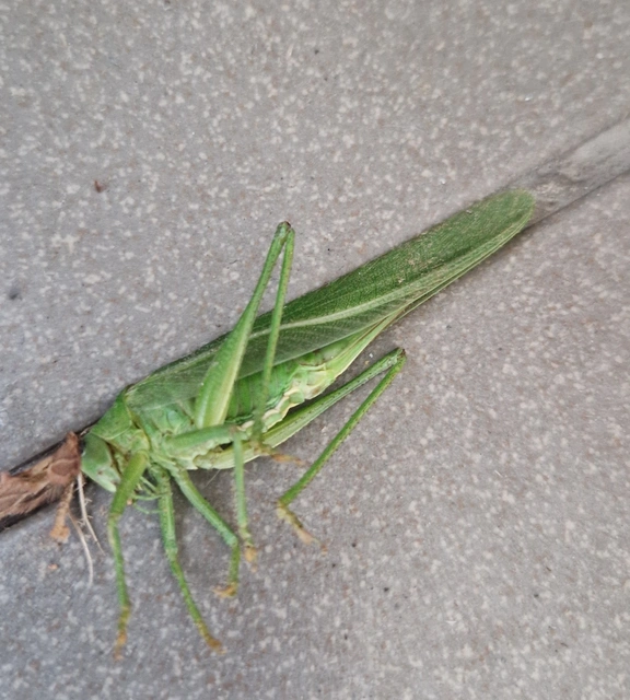 Tettigonia viridissima - zöld lombszöcske