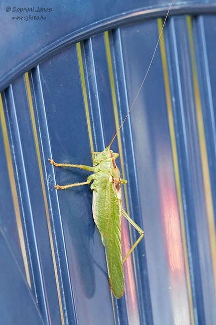 Tettigonia viridissima - zöld lombszöcske