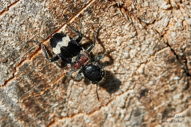 Clerus mutillarius - feketenyakú szúfarkas
