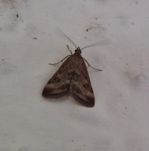 Pyrausta despicata - réti bíbormoly