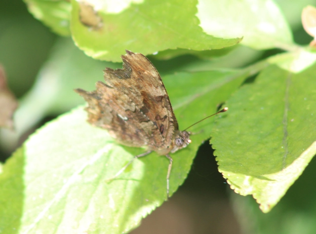Nymphalis c-album - C-betűs lepke