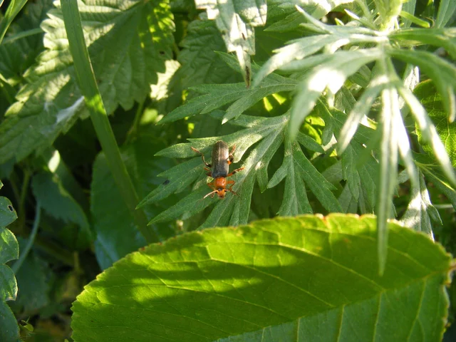 Cantharis livida - mezei lágybogár