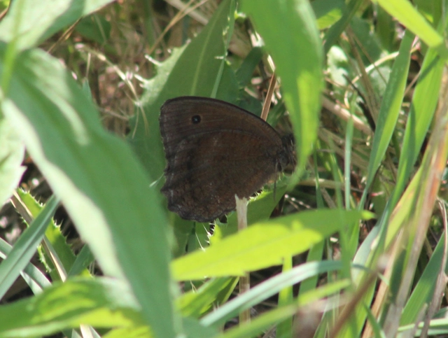 Minois dryas - fekete szemeslepke