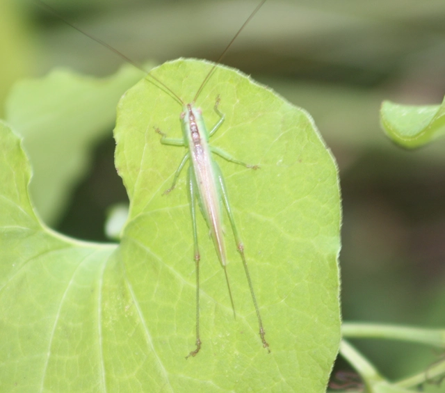 Conocephalus fuscus - kis kúpfejűszöcske