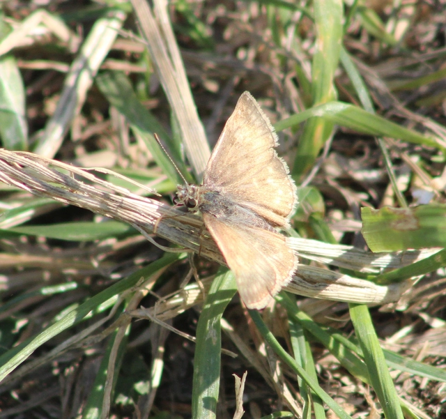 Erynnis tages - cigánylepke