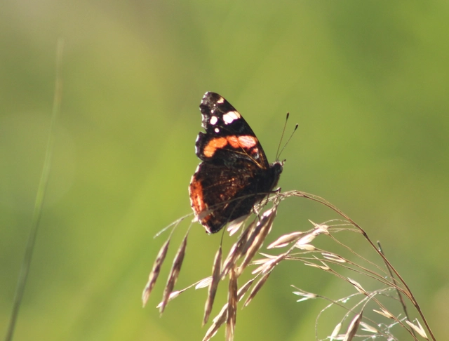 Vanessa atalanta - atalantalepke