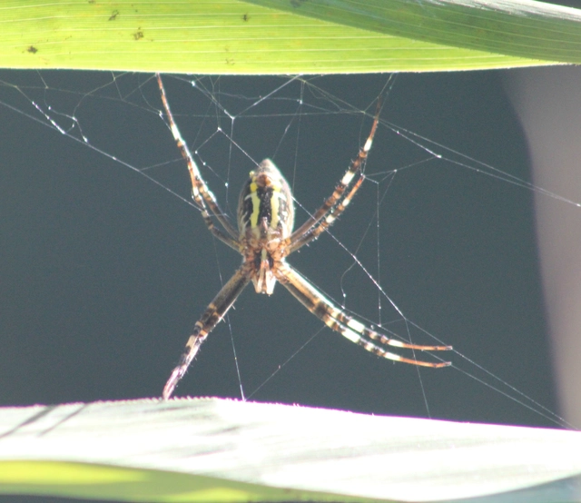 Argiope bruennichi - darázspók