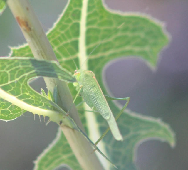 Phaneroptera nana - pontozott repülőszöcske