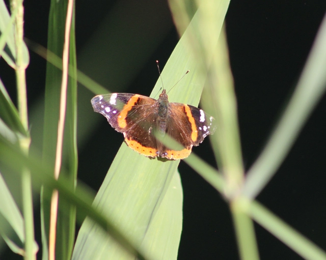 Vanessa atalanta - atalantalepke