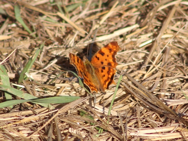 Nymphalis c-album - C-betűs lepke