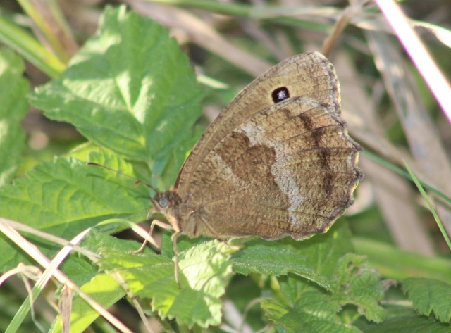 Minois dryas - fekete szemeslepke
