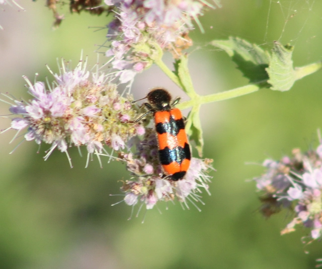 Trichodes apiarius - szalagos méhészbogár