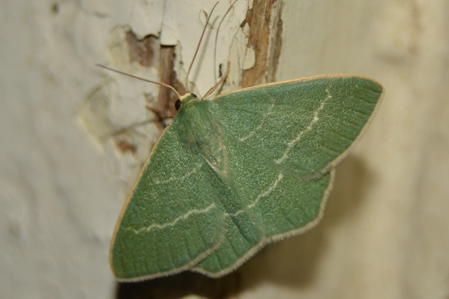 Chlorissa viridata - üdezöld araszoló