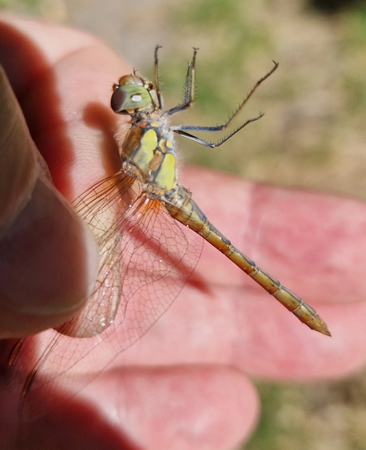 Sympetrum striolatum - harántsávos katona-szitakötő