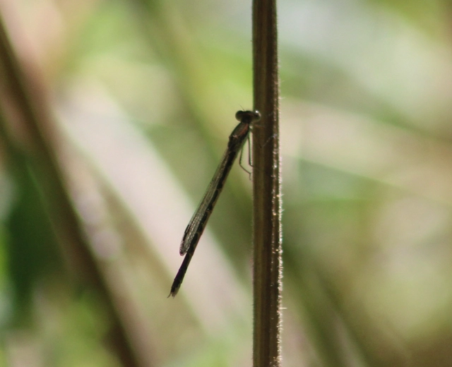 Sympecma fusca - téli rablószitakötő