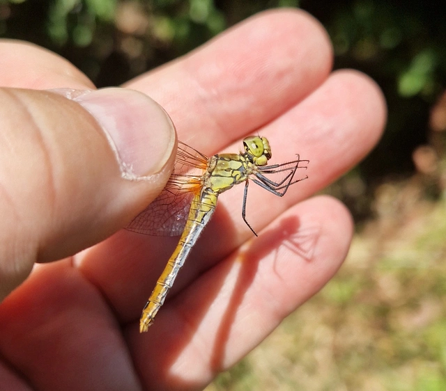 Sympetrum sanguineum - vörös katona-szitakötő