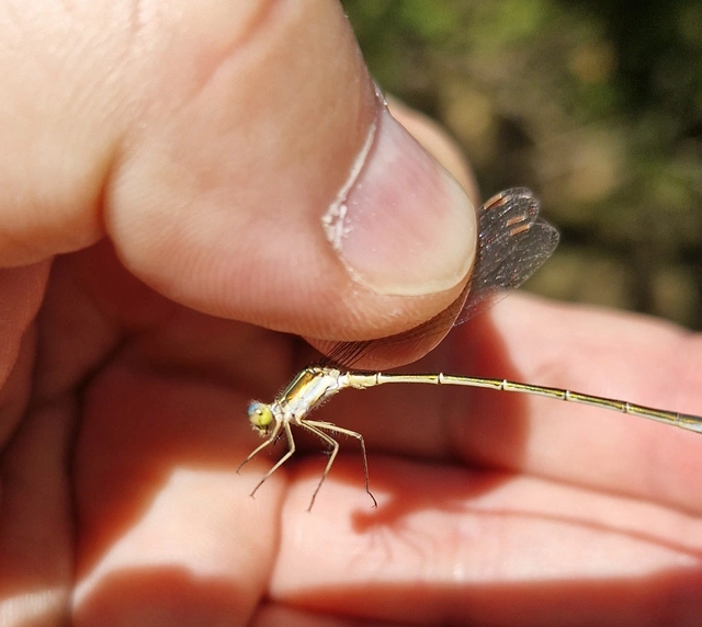 Lestes virens vestalis - kis rablószitakötő