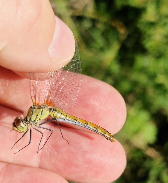 Sympetrum sanguineum - vörös katona-szitakötő